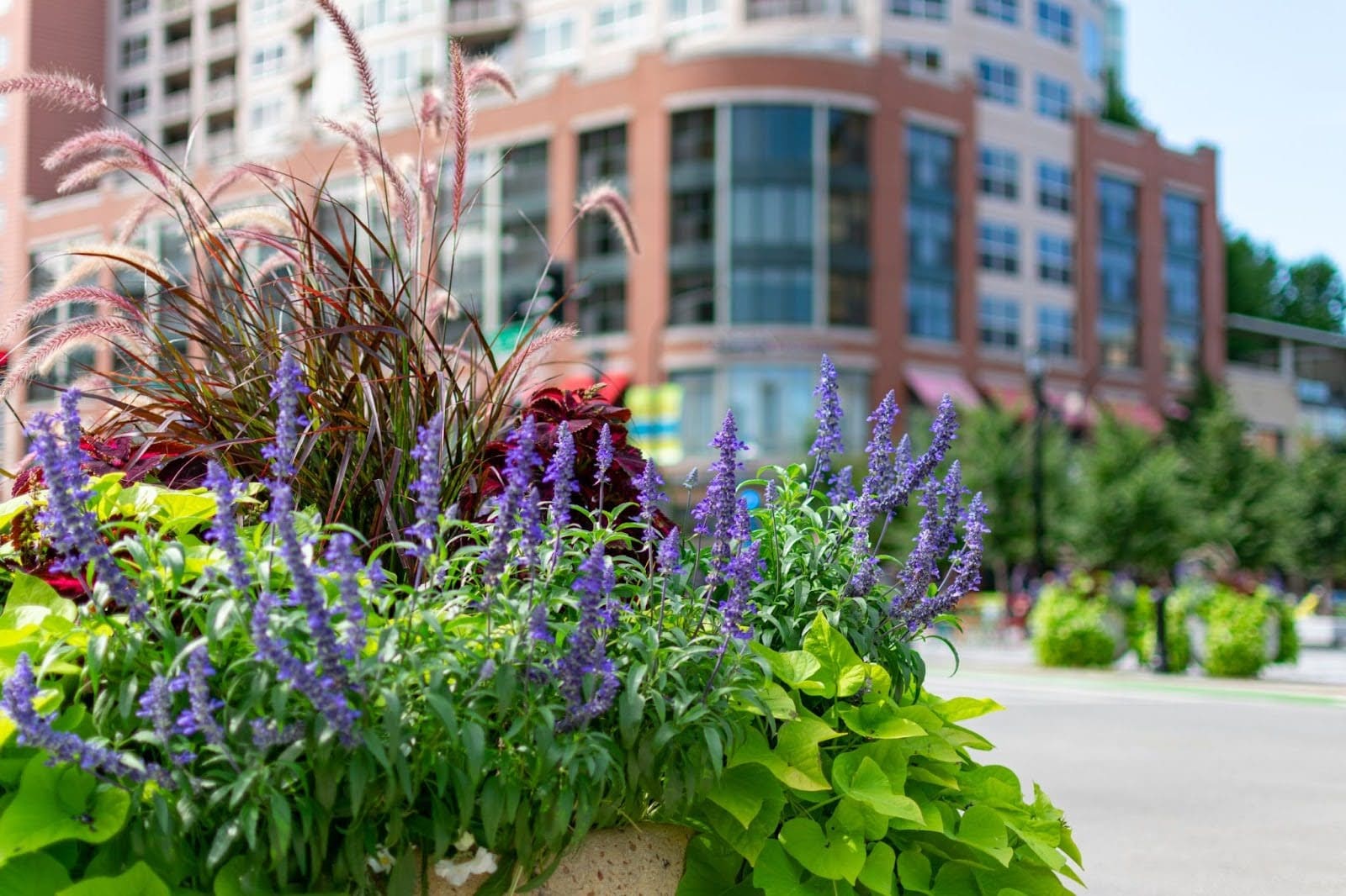 Evanston area with flowers